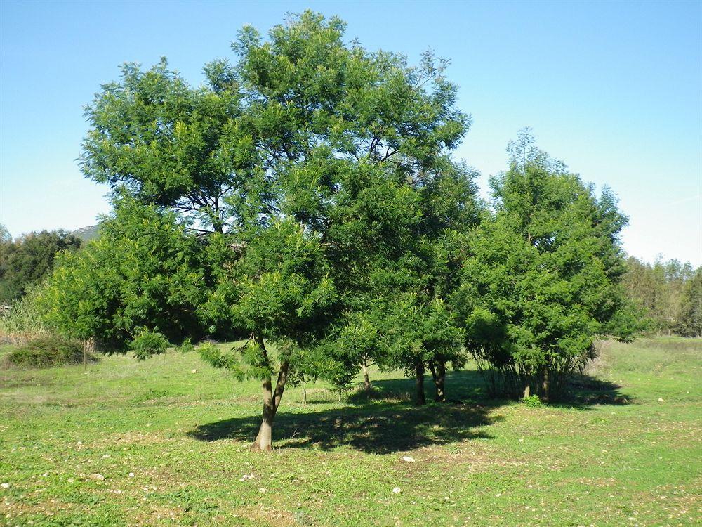 Agriturismo Sa Murta In Sennariolo-Oristano Eksteriør bilde