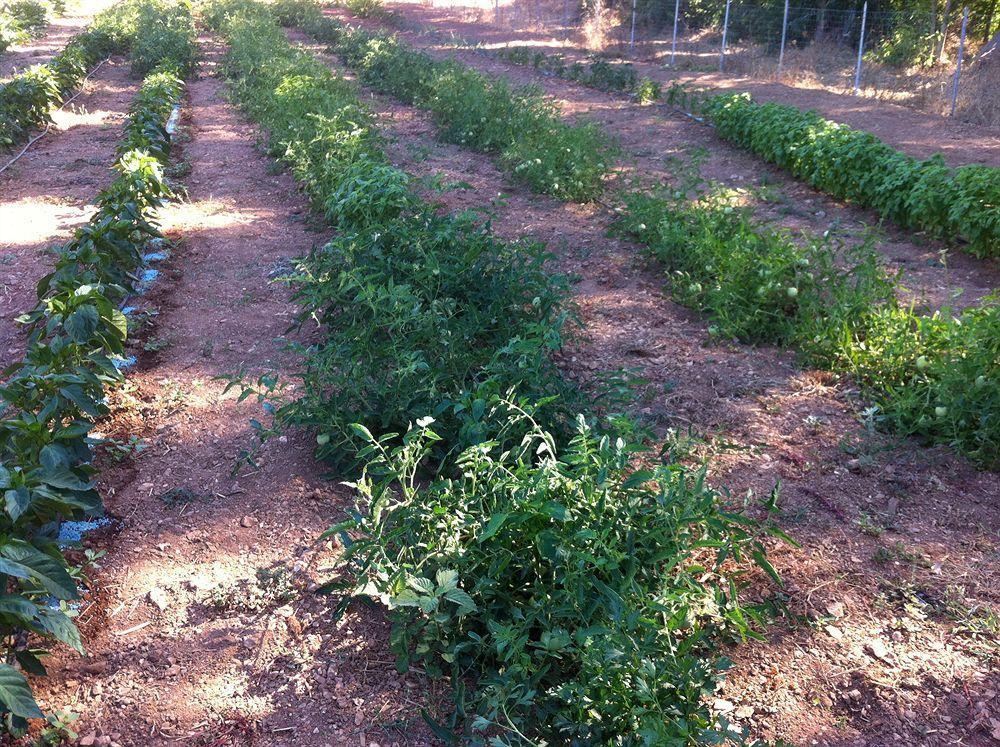 Agriturismo Sa Murta In Sennariolo-Oristano Eksteriør bilde